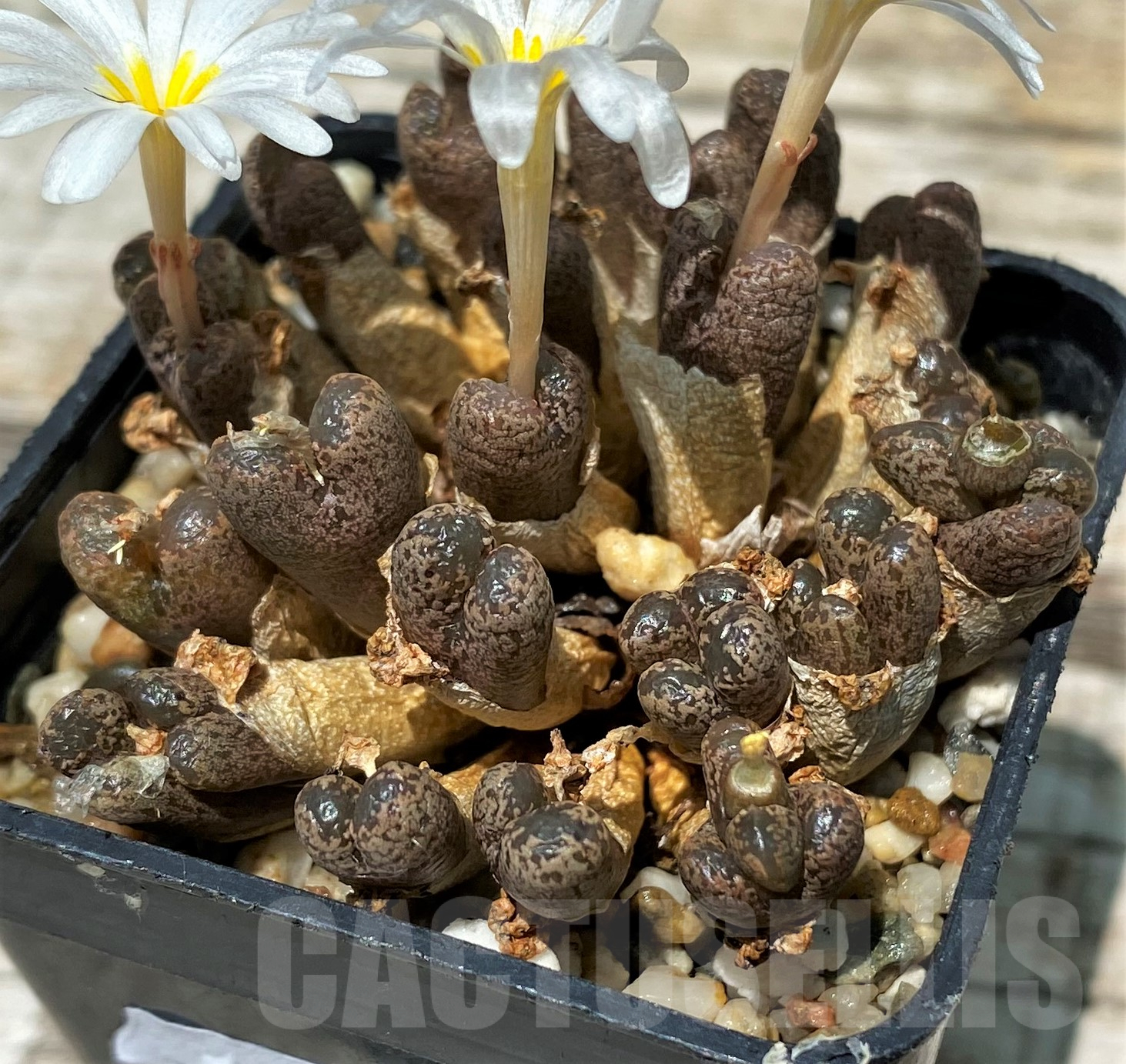 SH11417 Conophytum pellucidum - Image 2