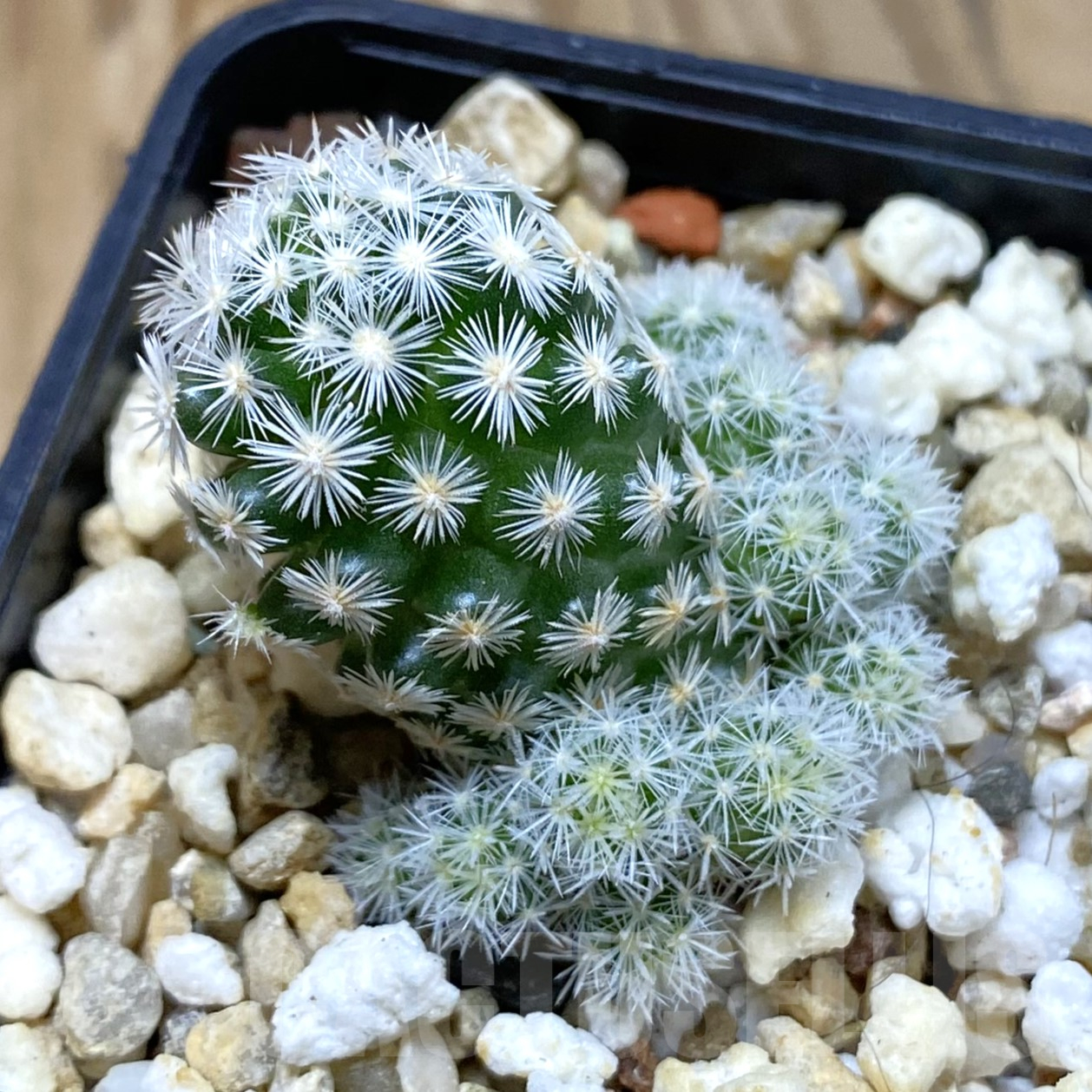 SH14571 Escobaria leei