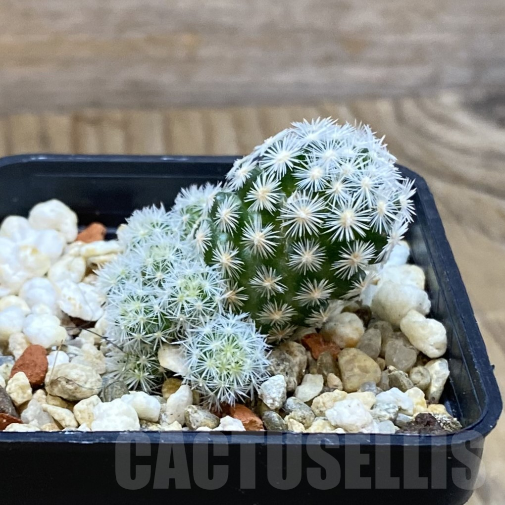 SH14571 Escobaria leei – Bild 2