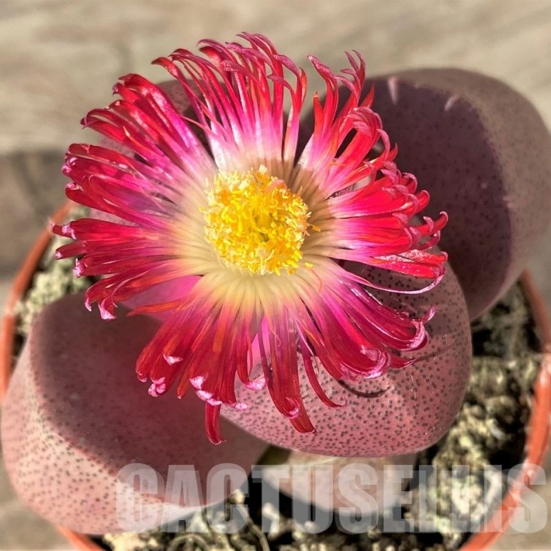 LOT902 10 SEEDS Pleiospilos nelii 'Royal Flush' 2025year