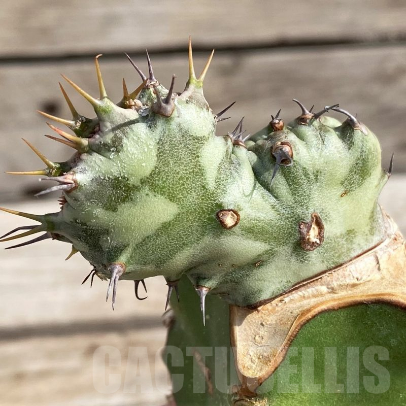 SH6105 Euphorbia horwoodii f. cristata, grafted
