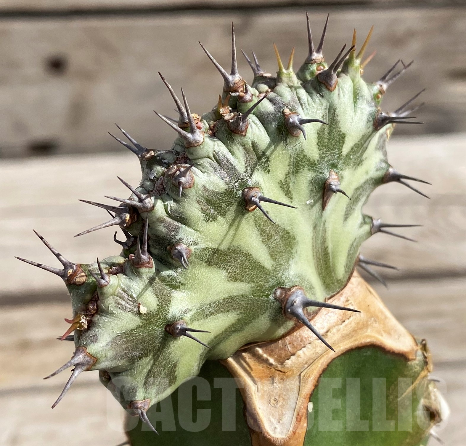 SH6106 Euphorbia horwoodii f. cristata, grafted