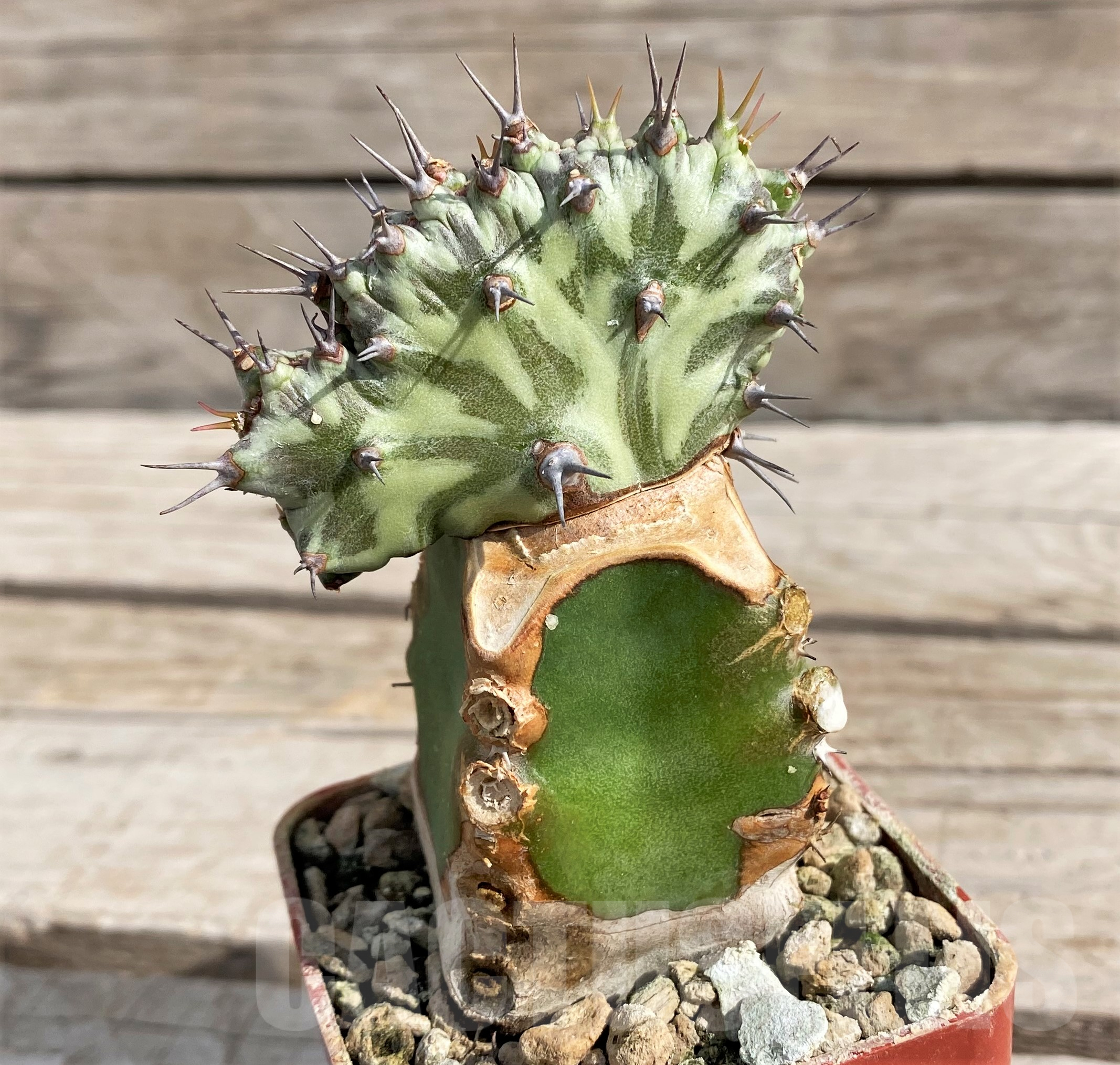 SH6106 Euphorbia horwoodii f. cristata, grafted - Image 3