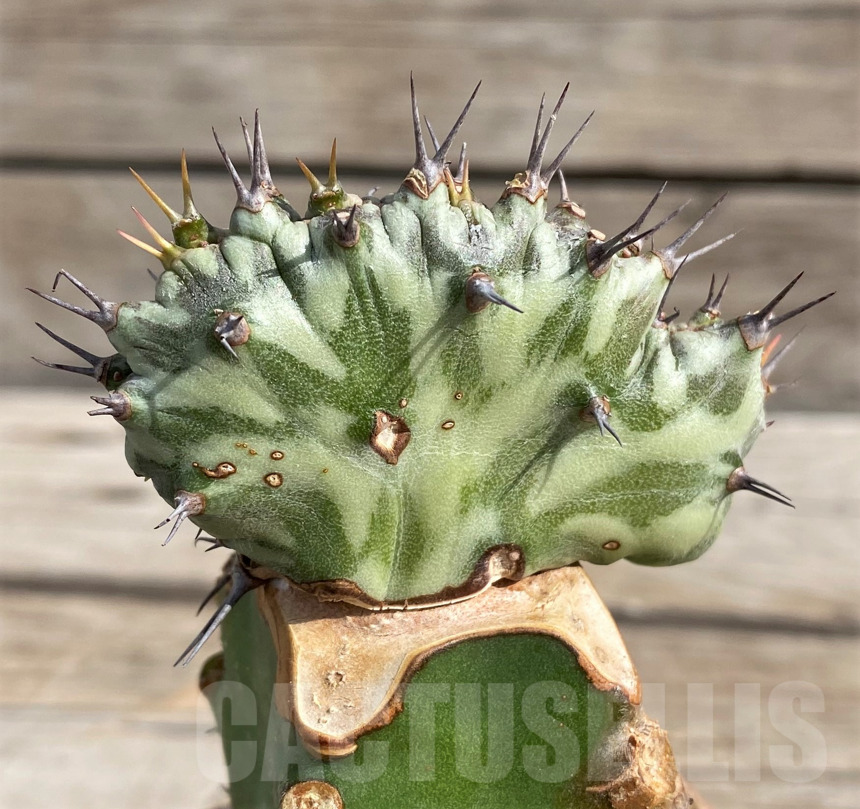 SH6106 Euphorbia horwoodii f. cristata, grafted - Image 2