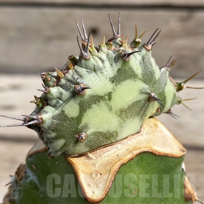 SH6107 Euphorbia horwoodii f. cristata, grafted