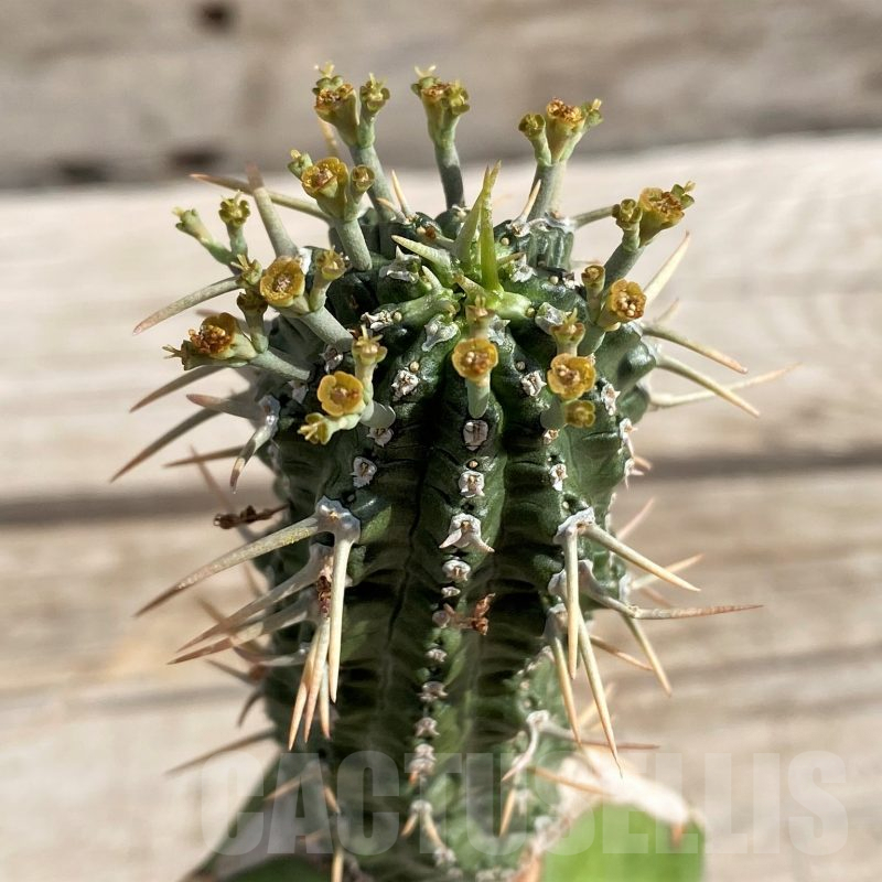 SH6108 Euphorbia phillipsioides, grafted