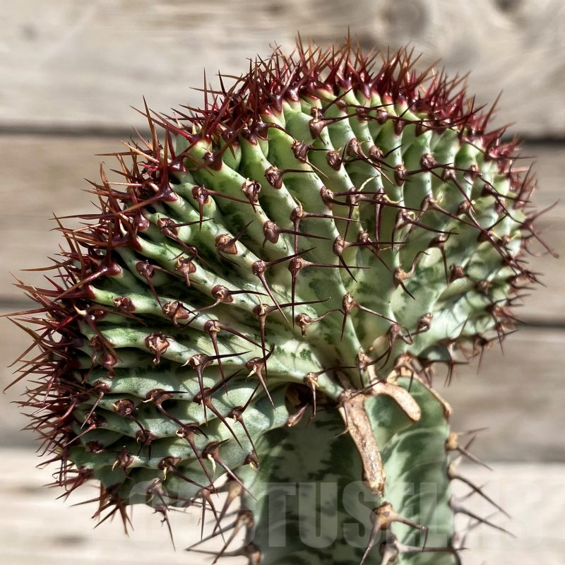 SH6111 Euphorbia confinalis f. cristata, grafted