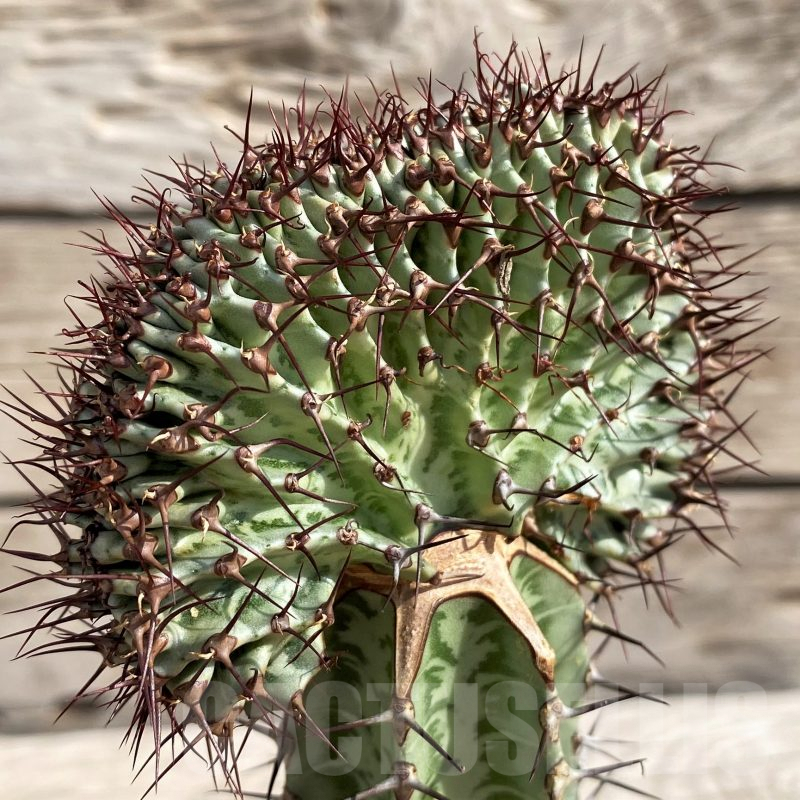 SH6112 Euphorbia confinalis f. cristata, grafted