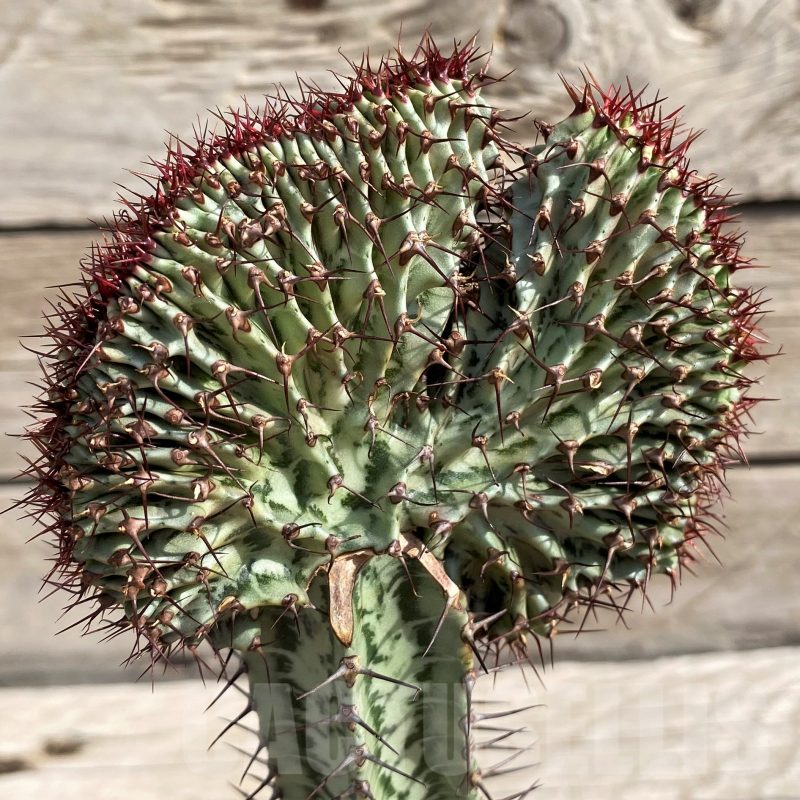 SH6113 Euphorbia confinalis f. cristata, grafted