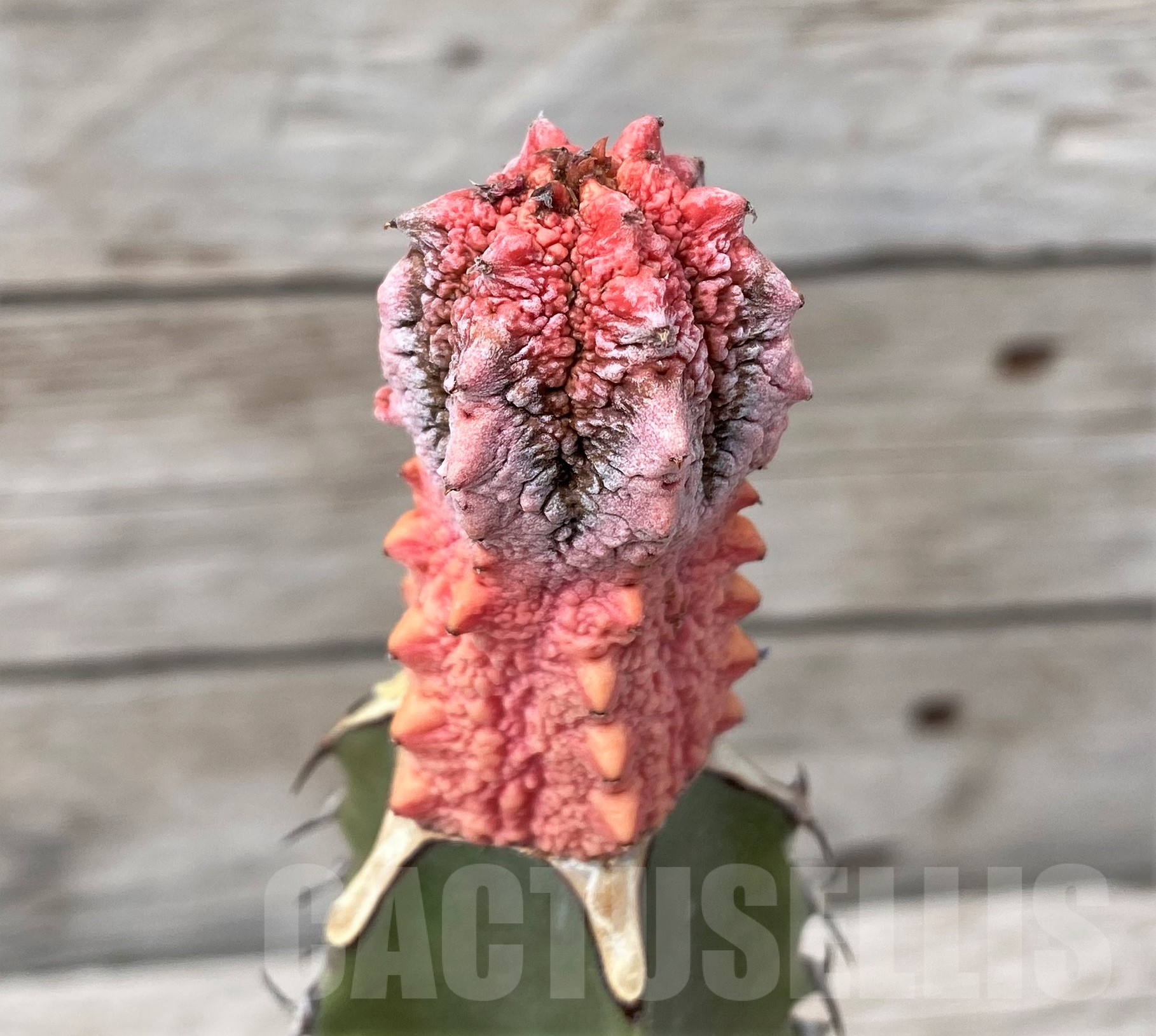 SH6118 Euphorbia abdelkuri ‘Damask’, grafted - Image 2