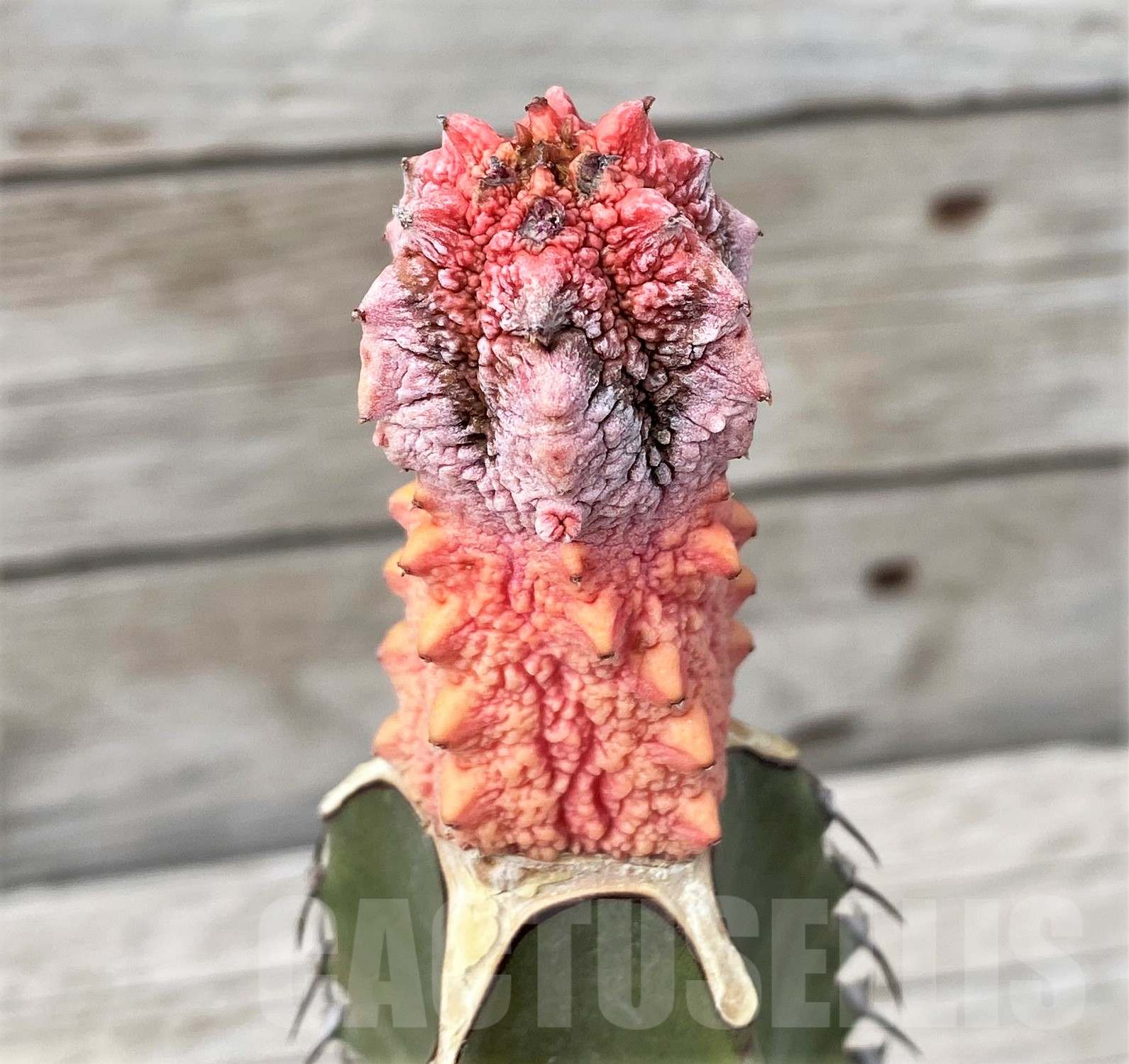 SH6118 Euphorbia abdelkuri ‘Damask’, grafted