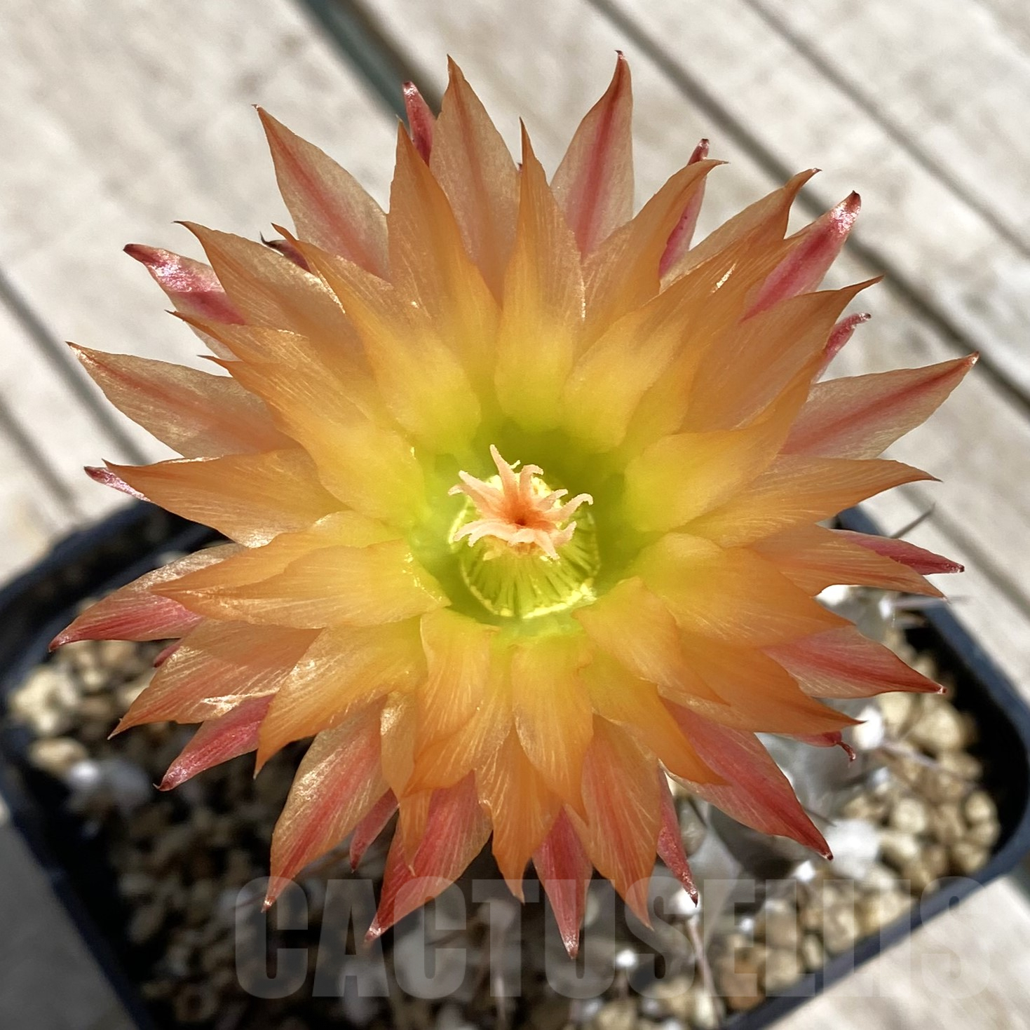 SH6201 Neoporteria deherdtiana