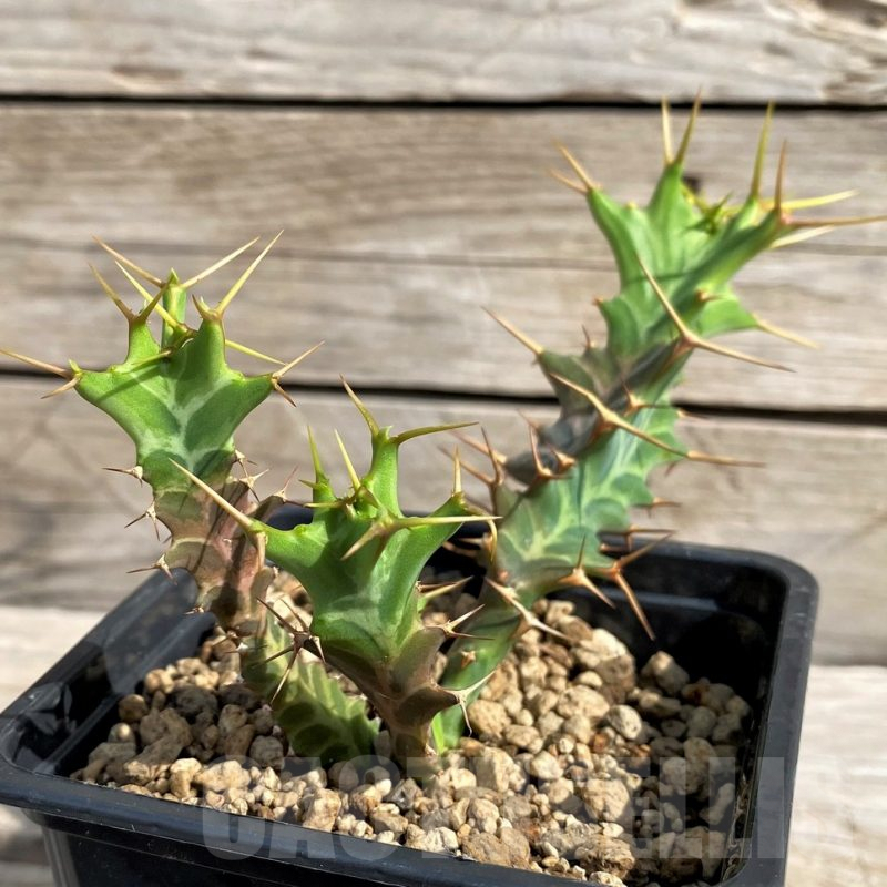 SH6137 Euphorbia tortirama