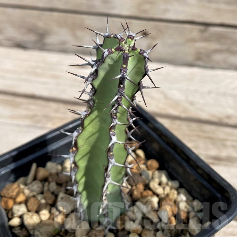 SH6144 Euphorbia tescorum PV2496, Clon2