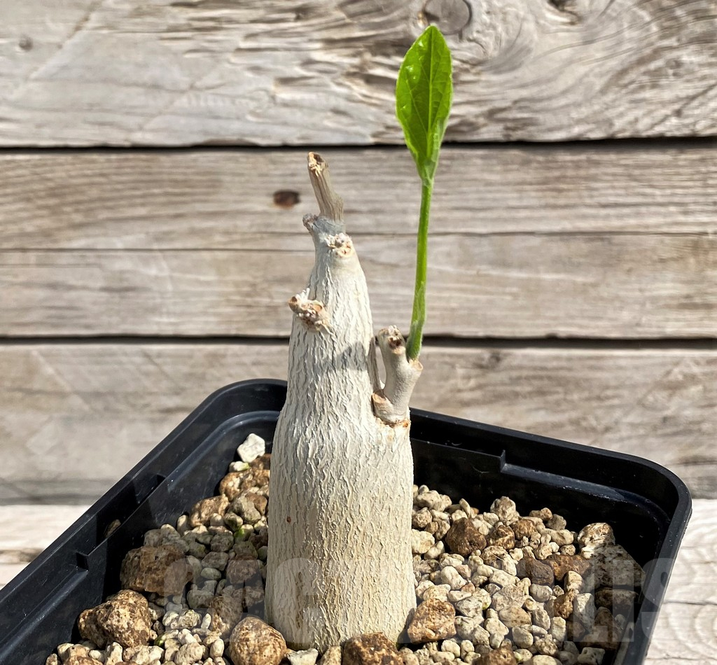 SH6148 Ipomea lapidosa ES21291 - immagine 2