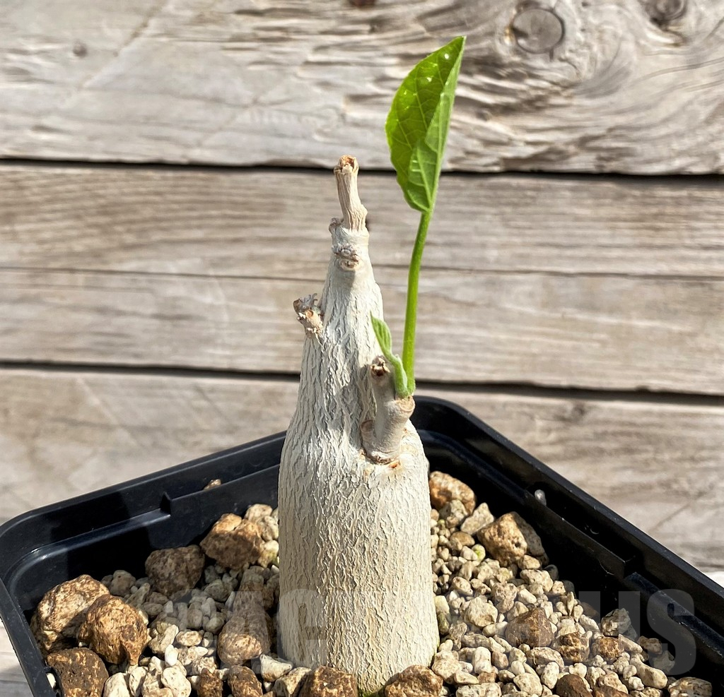 SH6148 Ipomea lapidosa ES21291