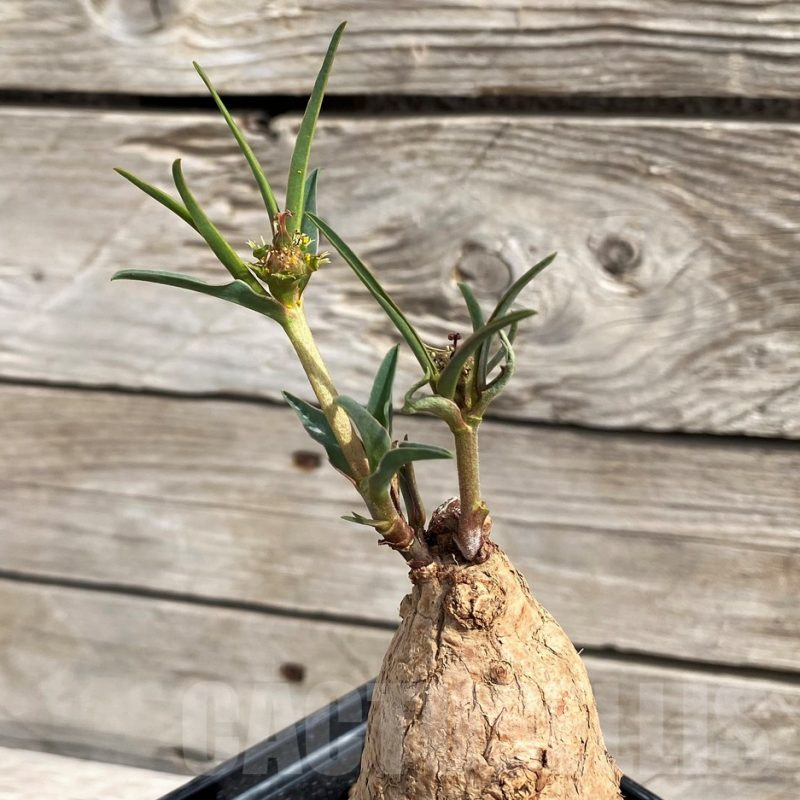 SH6151 Euphorbia trichadenia