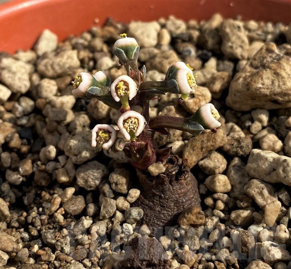 SH6154 Monadenium aff. pedunculatum