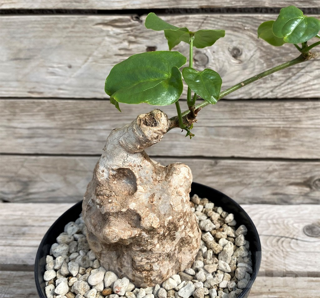 SH6155 Adenia epigea - Image 3