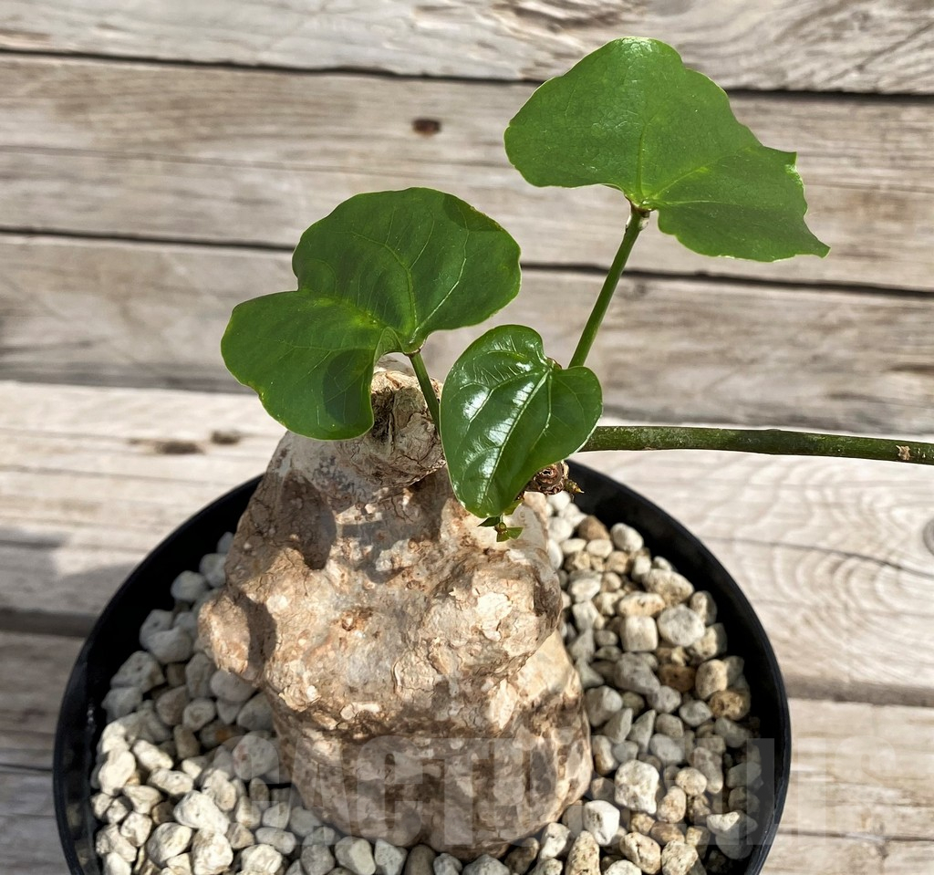 SH6155 Adenia epigea - Image 2