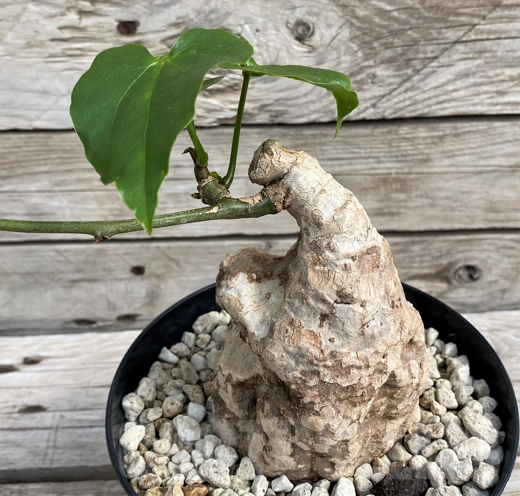 SH6155 Adenia epigea