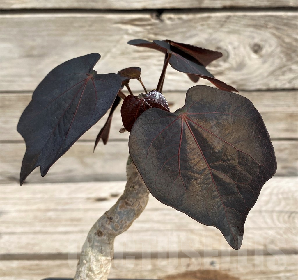 SH6156 Adenia stylosa, red leaf