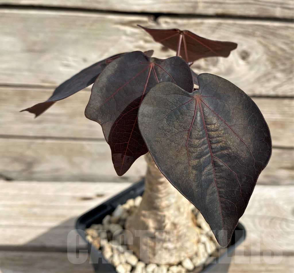 SH6156 Adenia stylosa, red leaf - Image 2