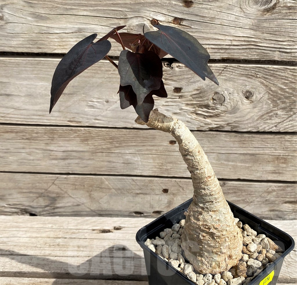 SH6156 Adenia stylosa, red leaf - Image 3