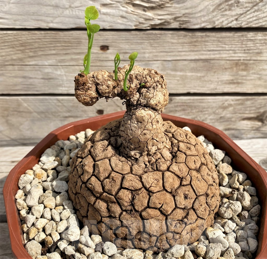 SH6157 Stephania suberosa - Image 2