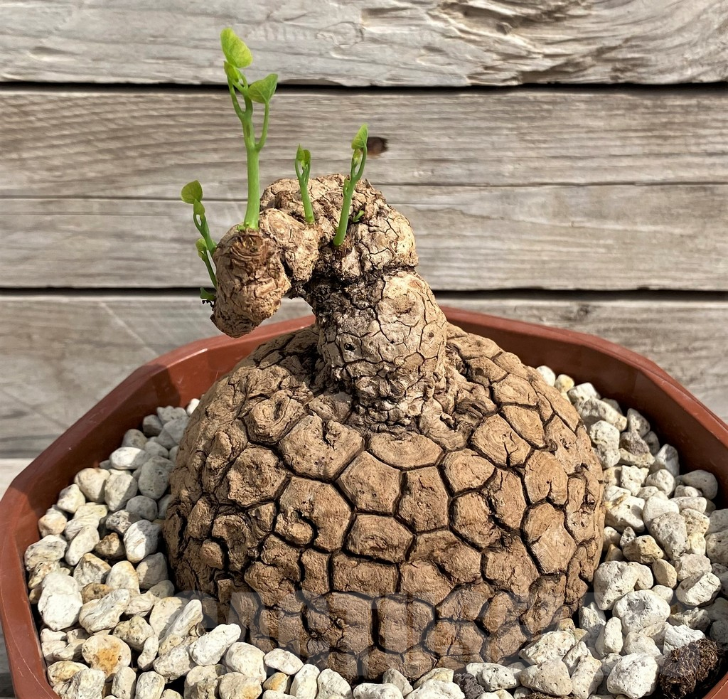 SH6157 Stephania suberosa