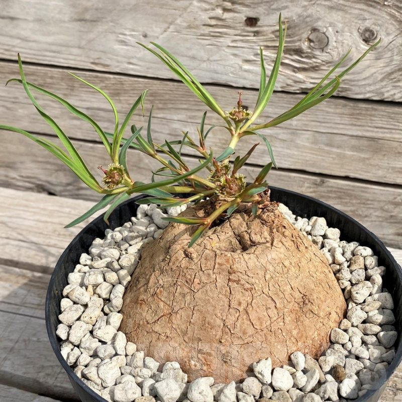 SH6159 Euphorbia trichadenia