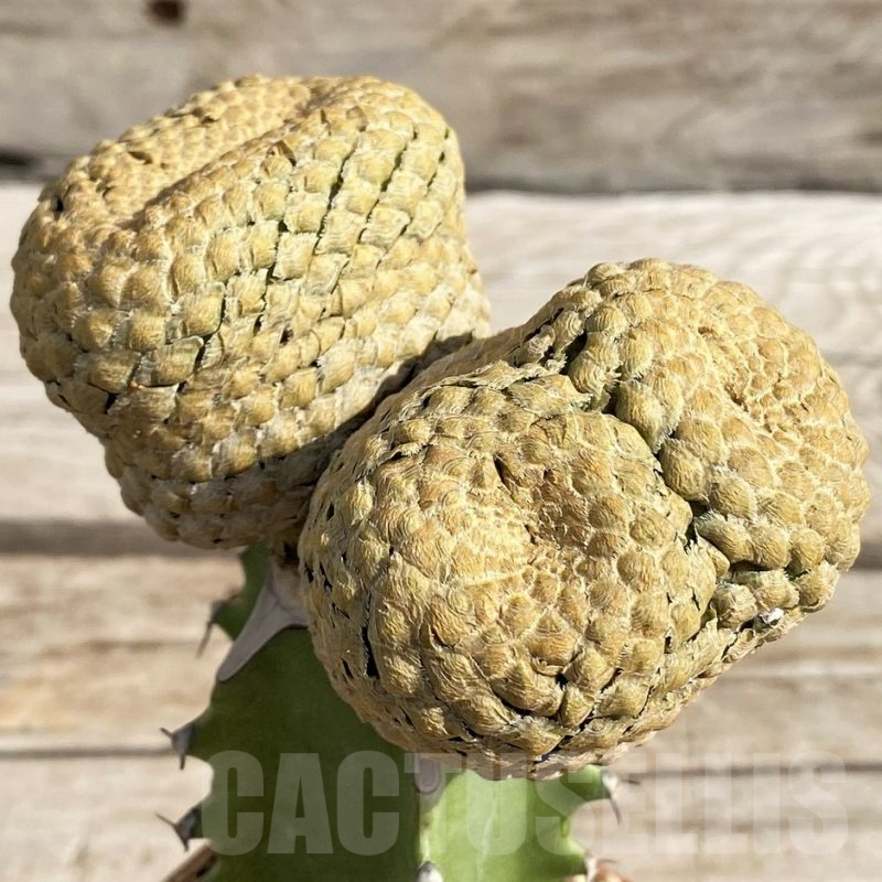 SH6119 Euphorbia piscidermis, grafted