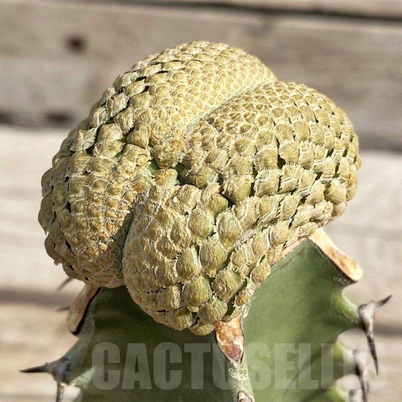 SH6121 Euphorbia piscidermis f. cristata, grafted