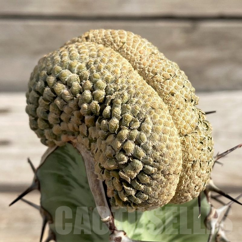 SH6122 Euphorbia piscidermis f. cristata, grafted