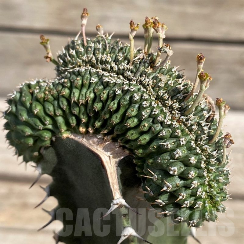 SH6126 Euphorbia phillipsioides f. cristata, grafted