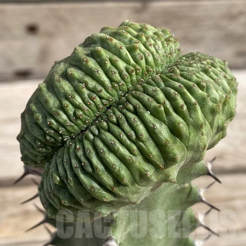 SH6129 Euphorbia obesa ‘Malik’ f. cristata, grafted