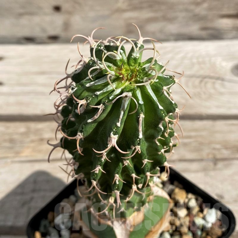 SH6131 Euphorbia columnaris, grafted