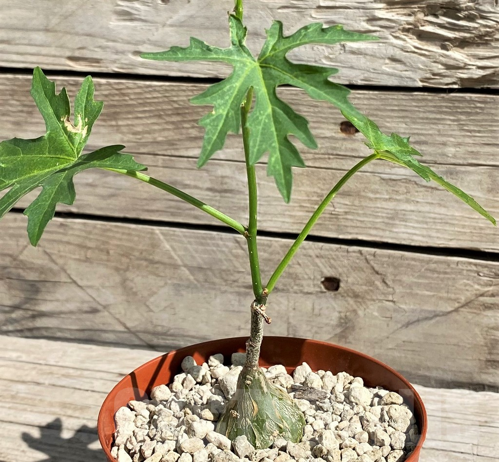 SH6376 Cissus tuberosus - immagine 2