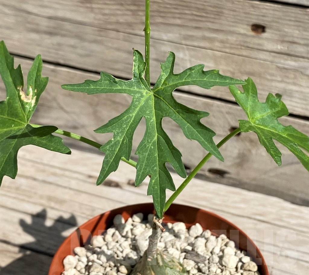 SH6376 Cissus tuberosus