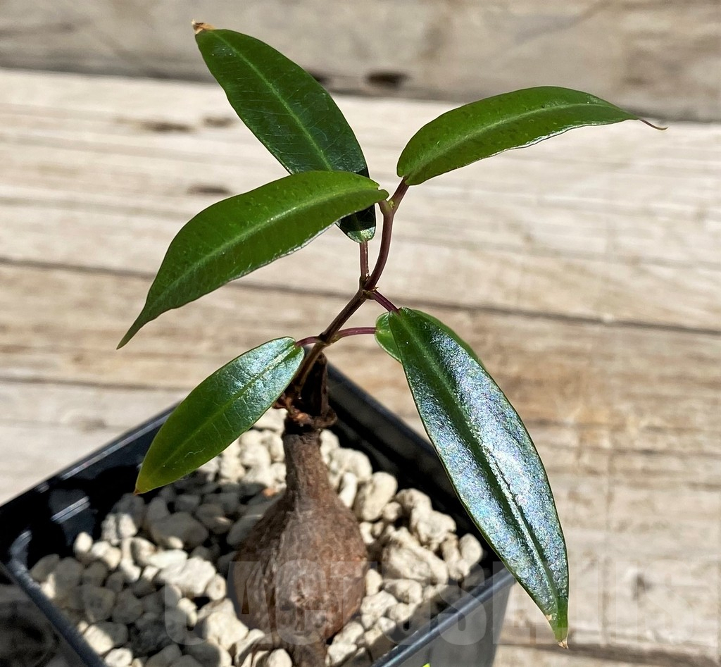 SH6379 Fockea natalensis