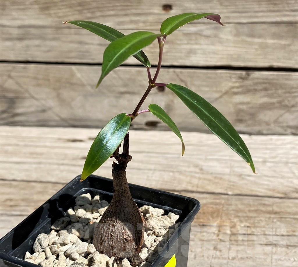 SH6379 Fockea natalensis - Image 2