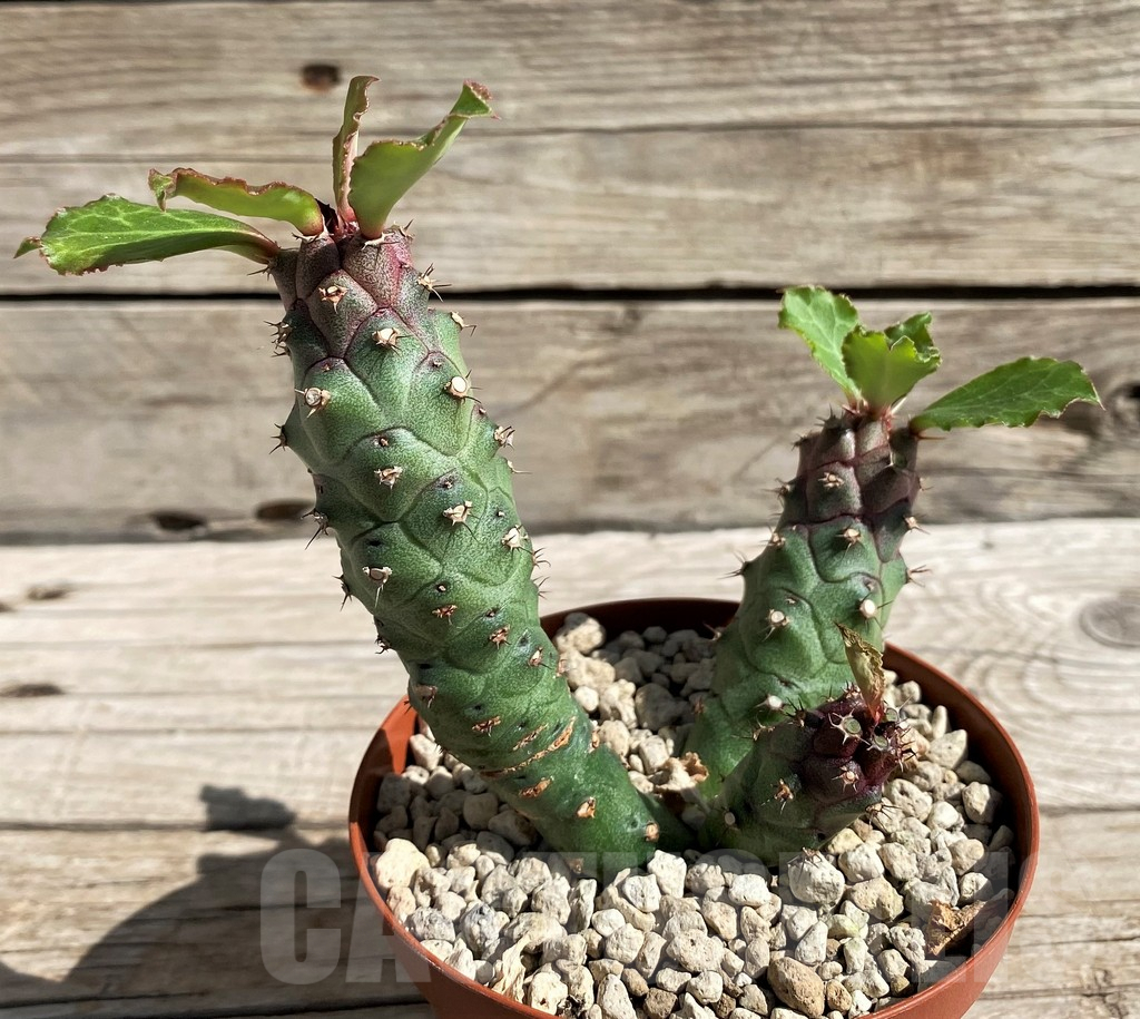 SH6380 Monadenium ritchiei v. marsabitense