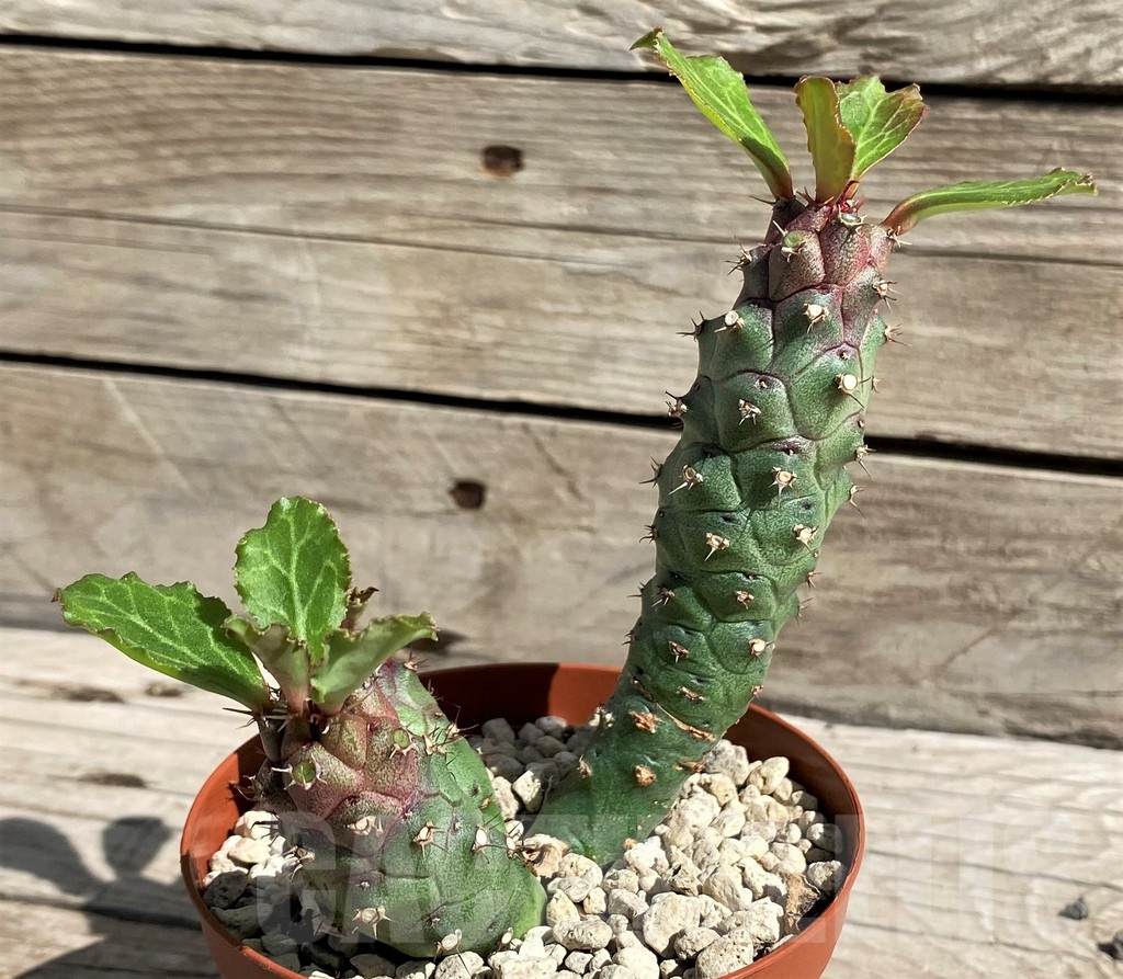 SH6380 Monadenium ritchiei v. marsabitense - Image 2