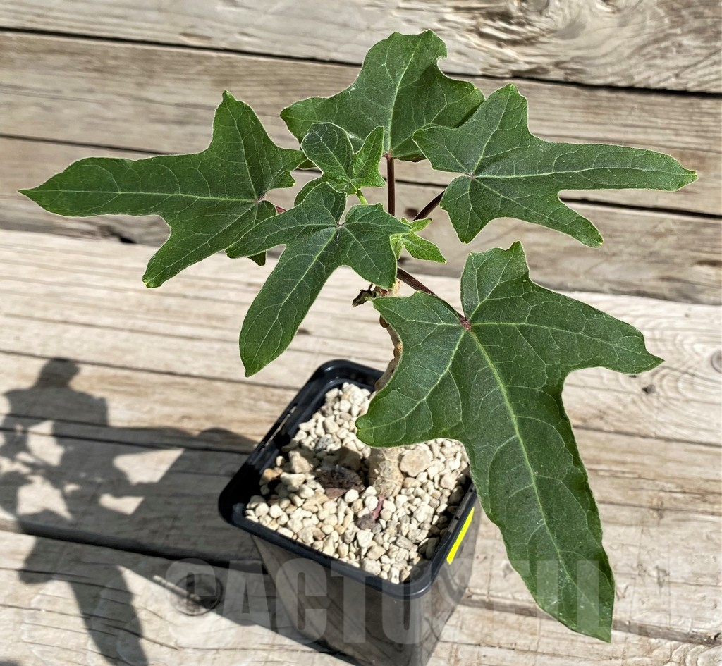 SH6383 Uncarina decaryi