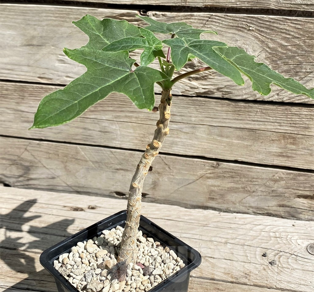 SH6383 Uncarina decaryi - Image 2