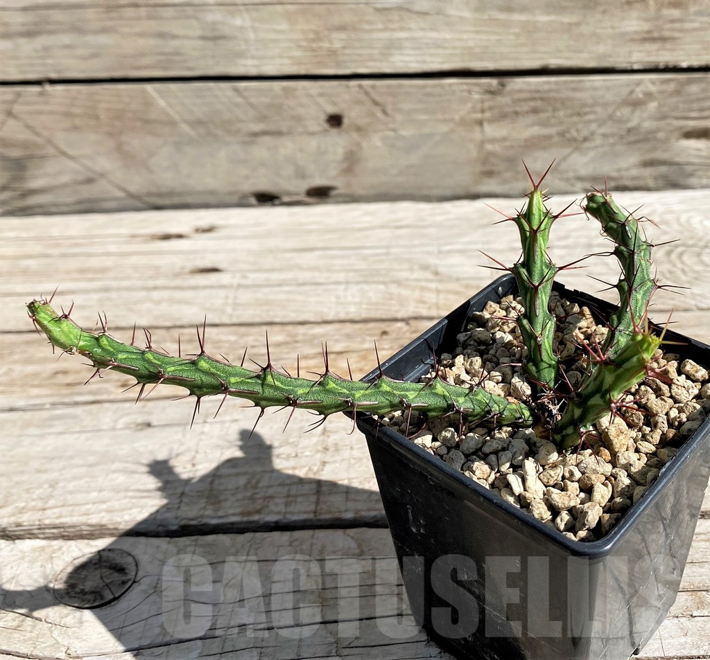 SH6347 Euphorbia petricola - Image 2