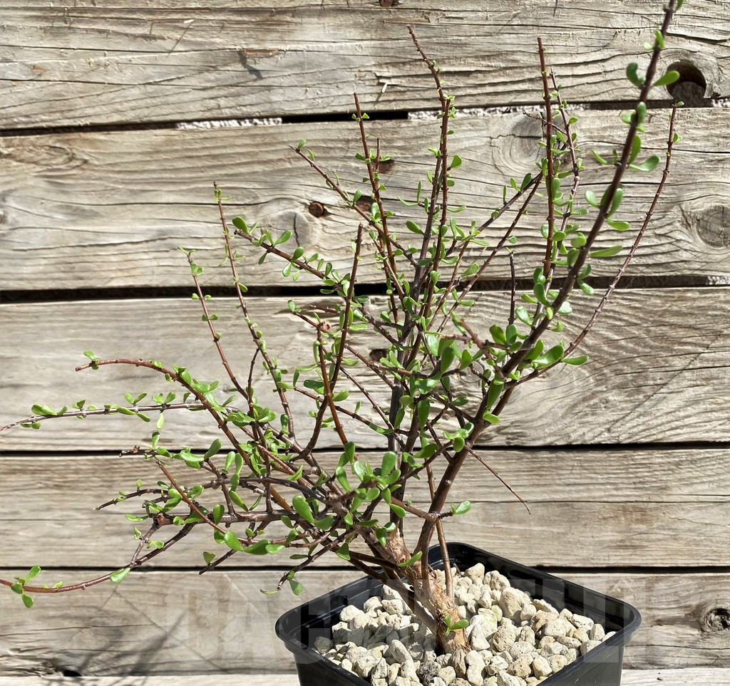 SH6389 Ceraria fruticulosa - immagine 3