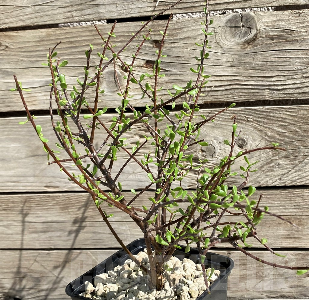 SH6389 Ceraria fruticulosa - immagine 2