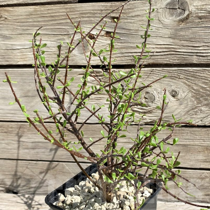 SH6389 Ceraria fruticulosa