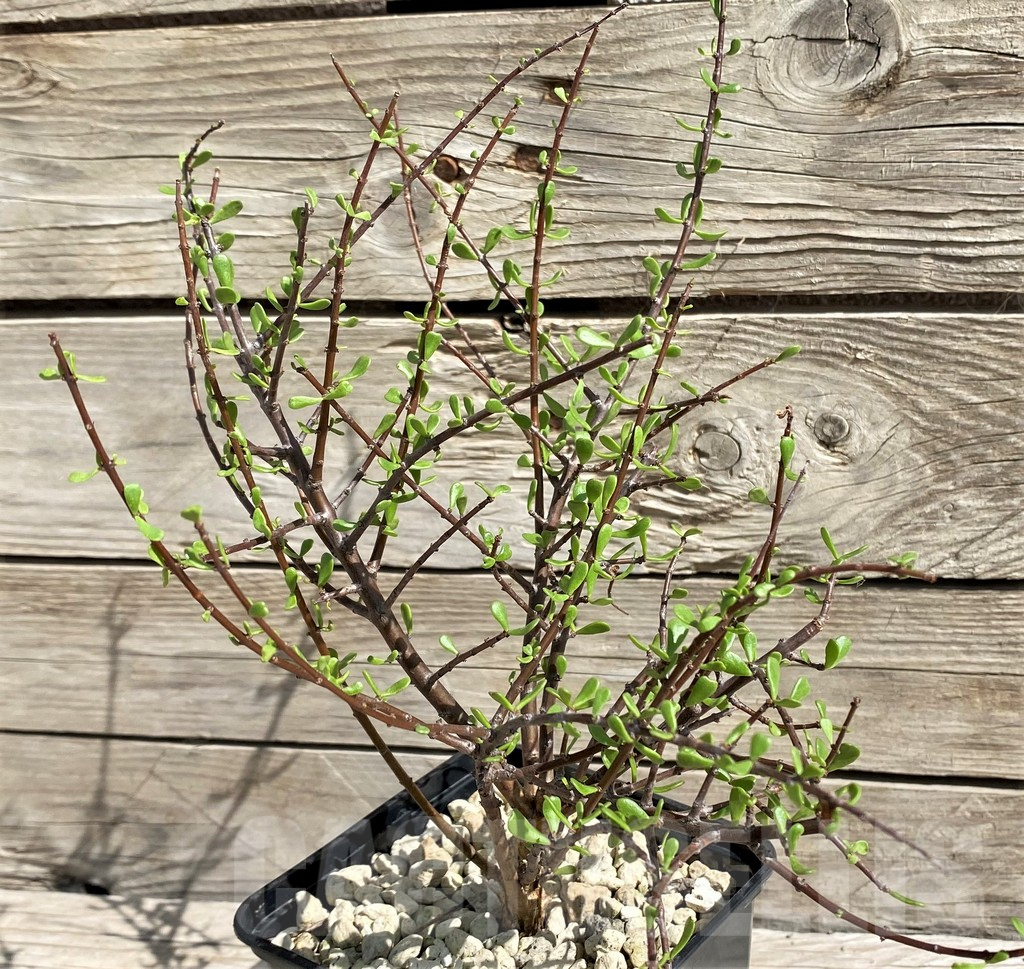 SH6389 Ceraria fruticulosa